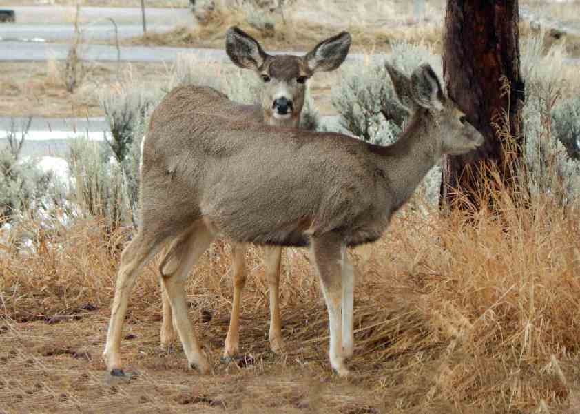 mule-deer